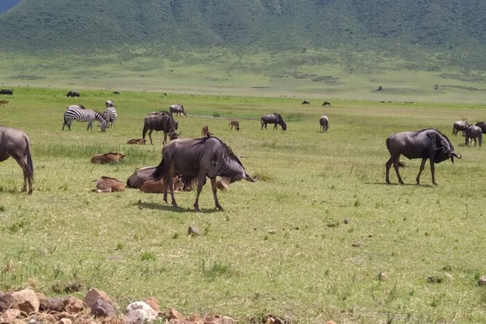 14 Days Safari – Great Migration, Lake Manyara, Tarangire, Ngorongoro Crater & Cultural Tour