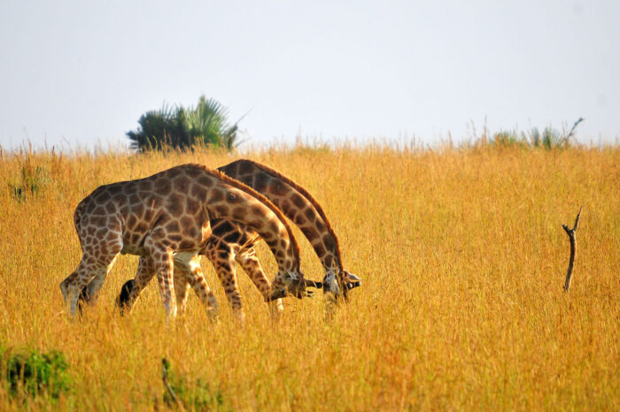7 Days Kenya Wildlife Experience