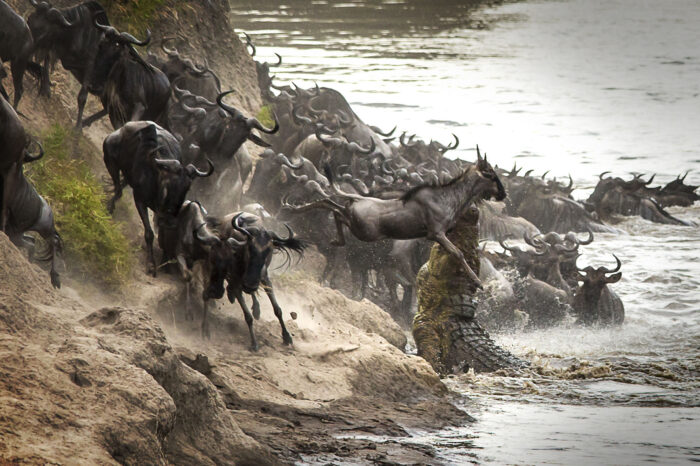 8 Days Great Wildebeest Migration Season (May – July)